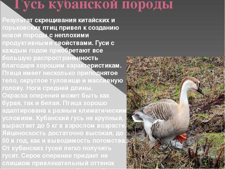 Серые гуси
