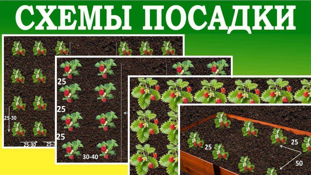 Агротехника выращивания клубники в открытом грунте