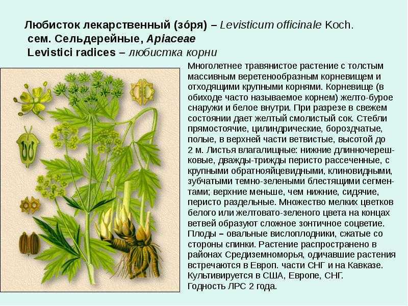 Многолетние травы – стабилизирующее звено кормопроизводства