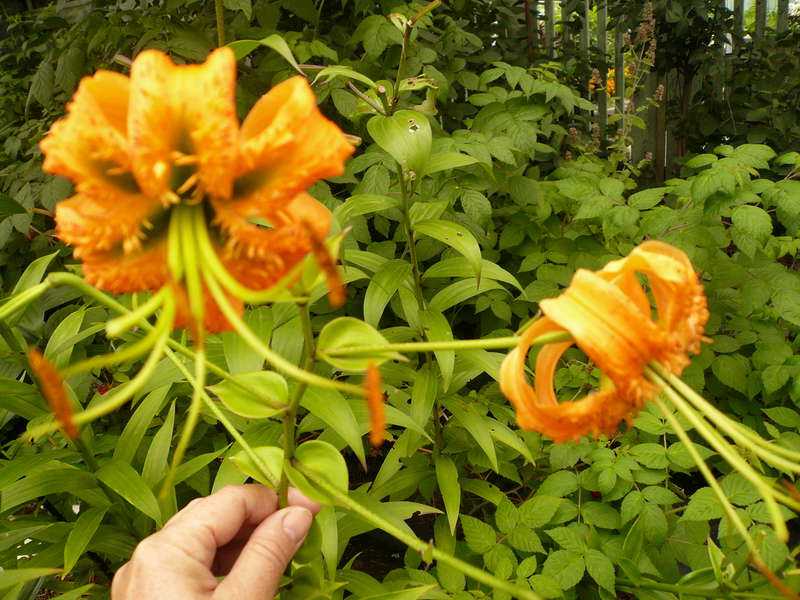 Лилия кудреватая - theflowers