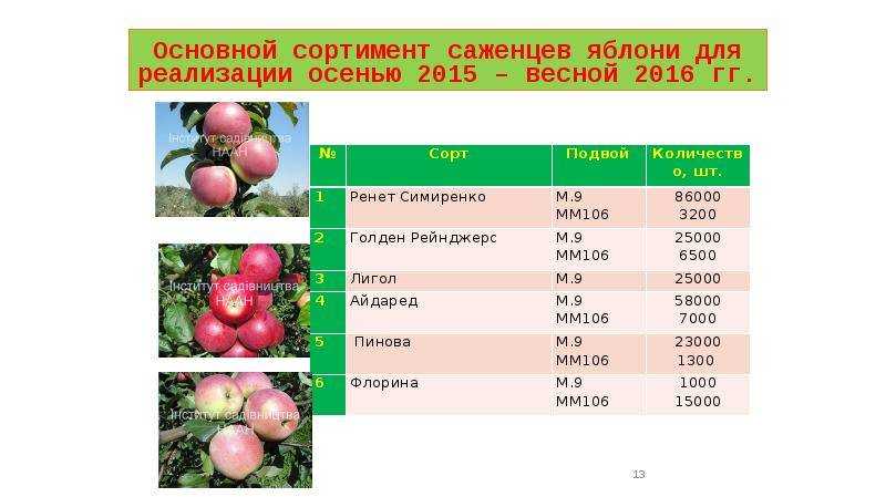 Лучшие сорта яблок - фото, названия и описания (каталог)