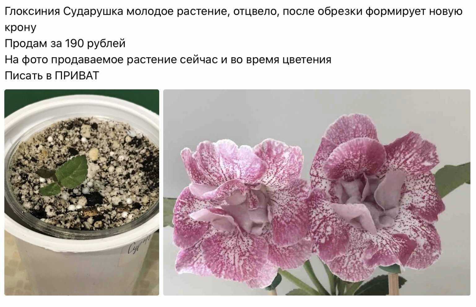 Глоксиния фото, уход в домашних условиях, из семян, приметы и суеверия, отзывы