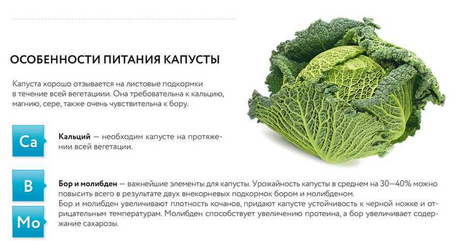 Характеристика капусты золотой гектар: подробное описание сорта, включая правила выращивания, а также фото овоща