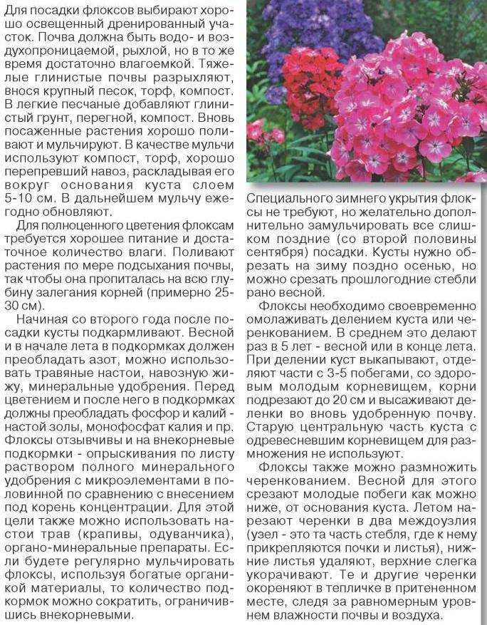 Чем подкормить флоксы весной и летом