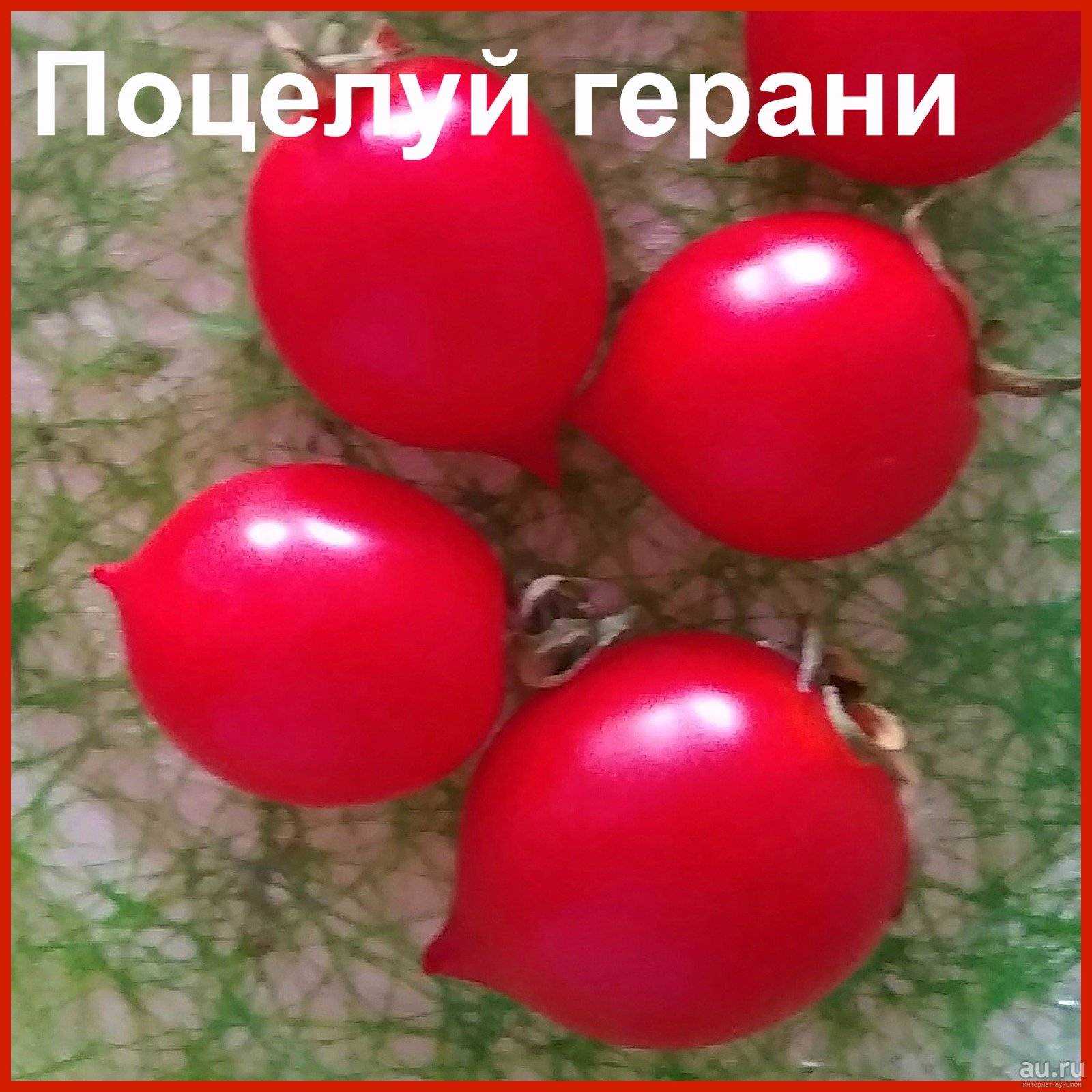 Томат поцелуй герани – описание и характеристики сорта
