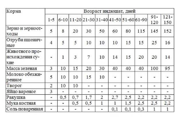 Особенности выращивания индюшат в домашних условиях: выбор птенцов, подготовка птичника, питание и уход
