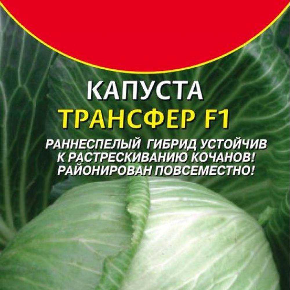 Капуста трансфер – описание сорта, фото, отзывы