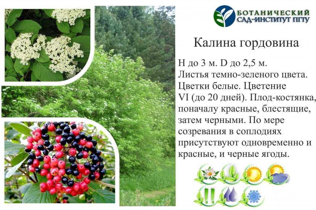 Калина гордовина: описание и характеристики сорта, посадка и уход, размножение