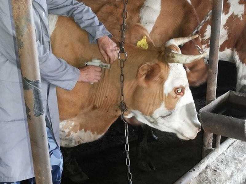Туберкулез крупного рогатого скота: туберкулинизация, инструкция