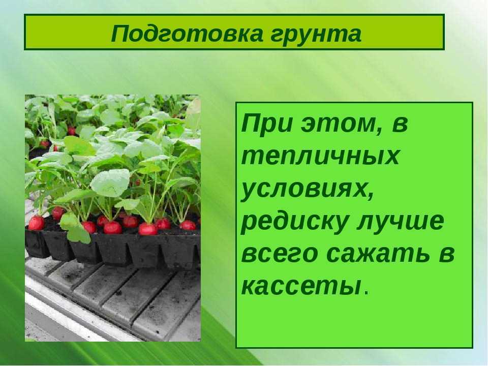 8 главных причин, почему редиска растет в ботву, а не в корень