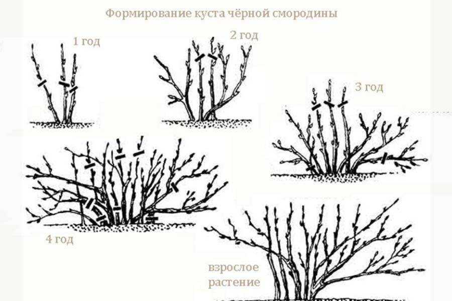 Смородина - черная, красная, белая. посадка, выращивание и уход | садоводство и огородничество