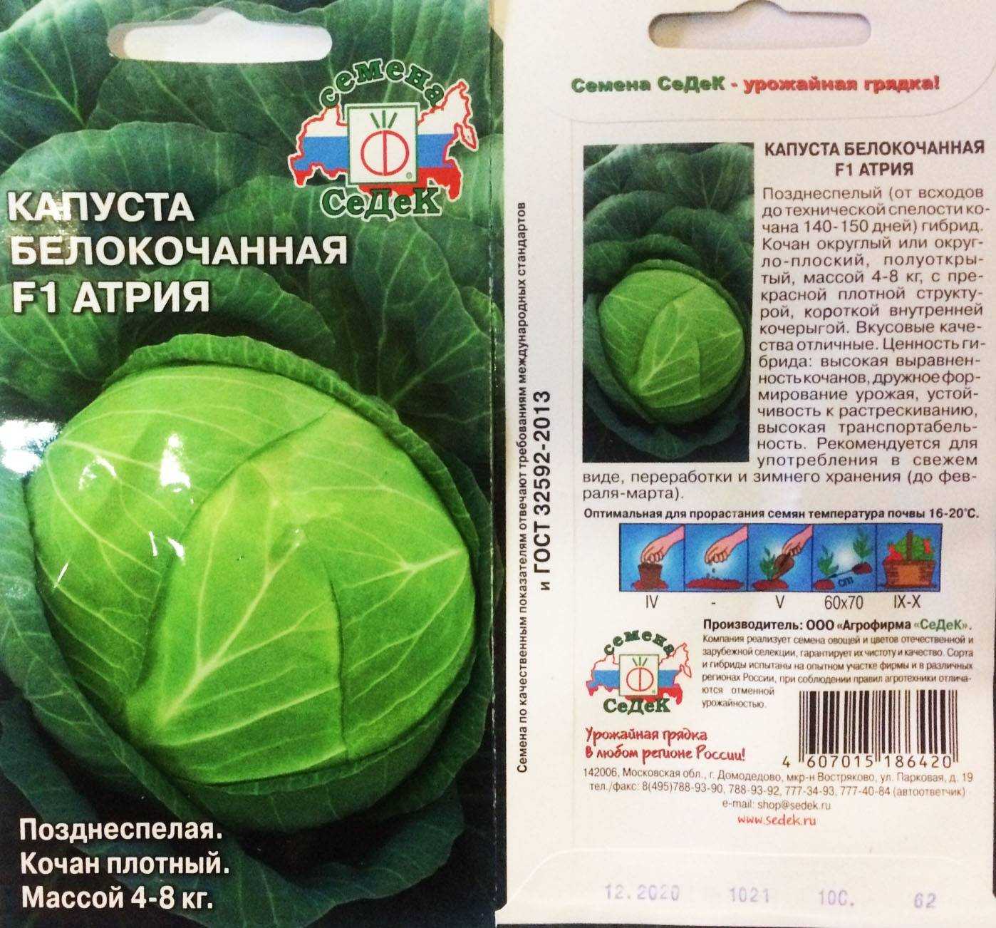 Капуста атрия (f1) – описание сорта, фото, отзывы