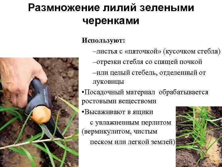Лилии трубчатые, посадка и уход