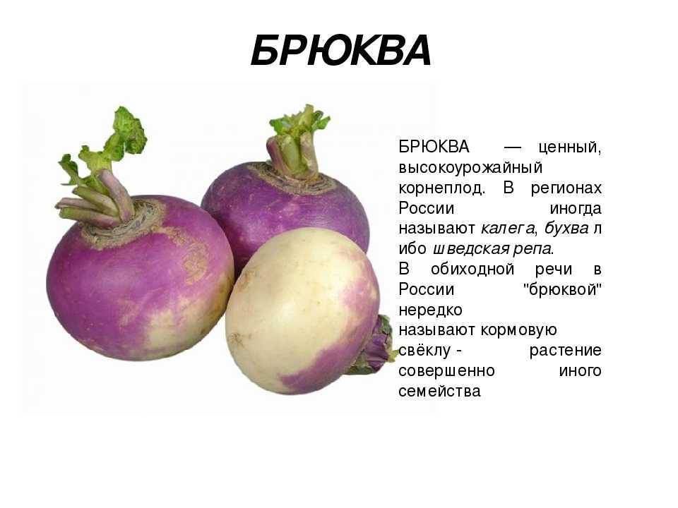 Брюква: посадка и уход в открытом грунте, выращивание из семян