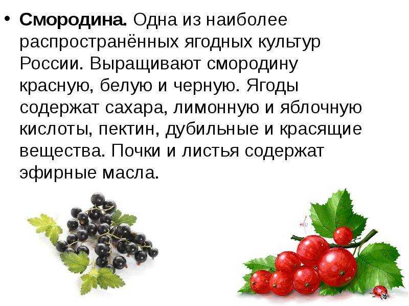 Крыжовник в открытом грунте: особенности посадки и ухода