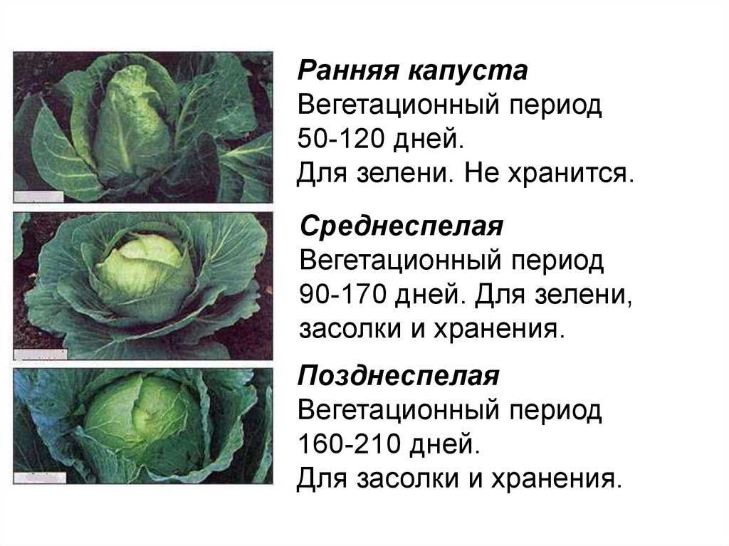 17 основных видов капуст: учимся различать капусту