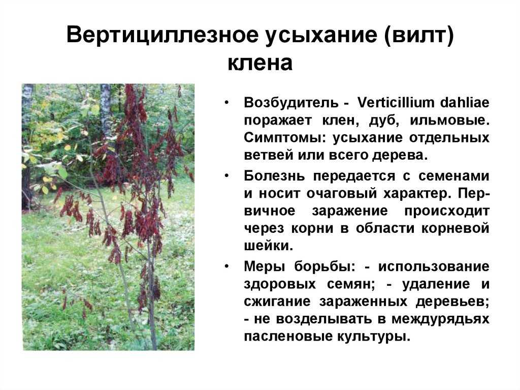 Увядание (вилт) клематисов – описание, фото, способы борьбы