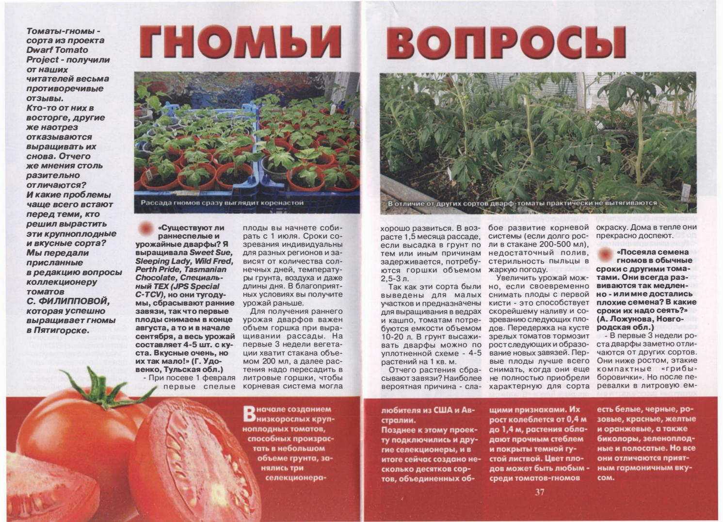 Томат илья муромец: характеристика и описание сорта, отзывы тех кто сажал помидоры об их урожайности, фото рассады