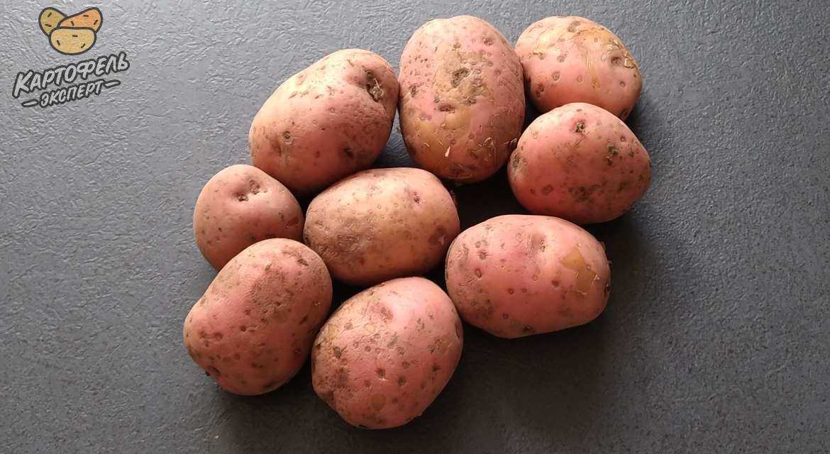 Картофель рябинушка