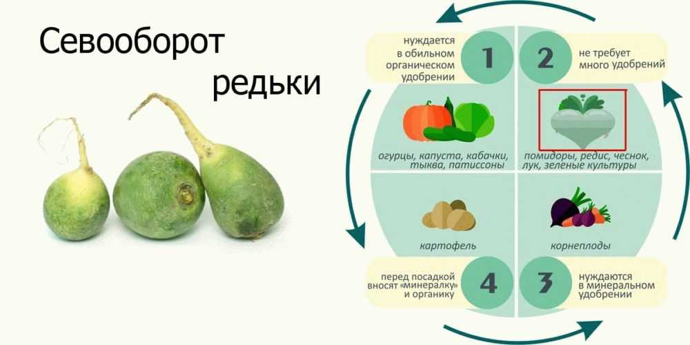 Посадка редьки маргеланской и уход: сроки посева китайского овоща, подходящие для этого сорта, возможные проблемы при выращивании