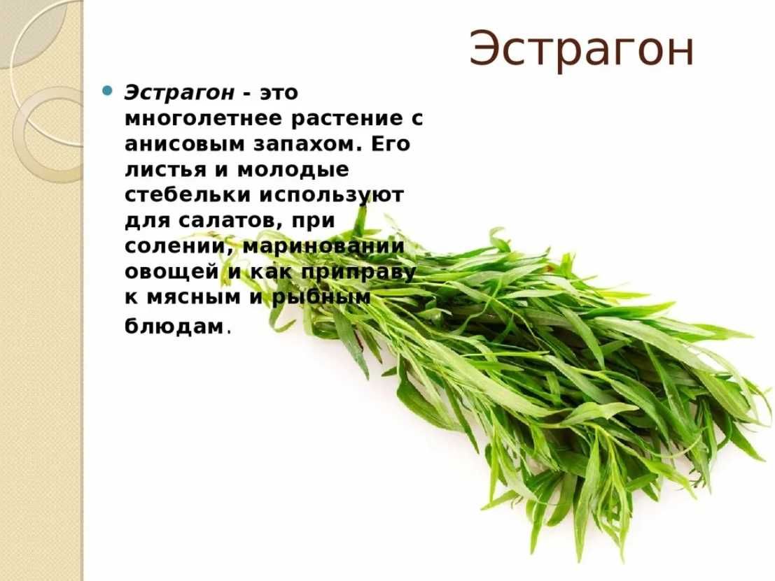 Костер безостый: выращивание на пастбищах и заготовка