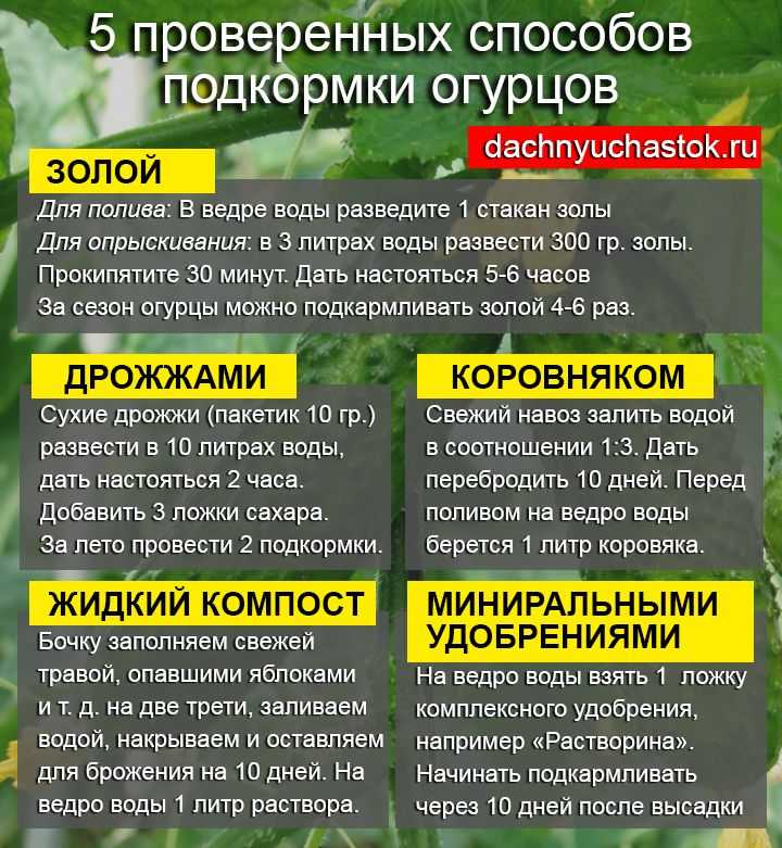 Чем подкормить огурцы в открытом грунте и теплице - схемы