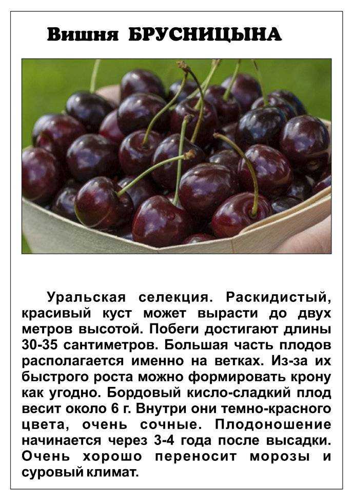 Вишня брусницына описание сорта - отзывы, фото, опылители