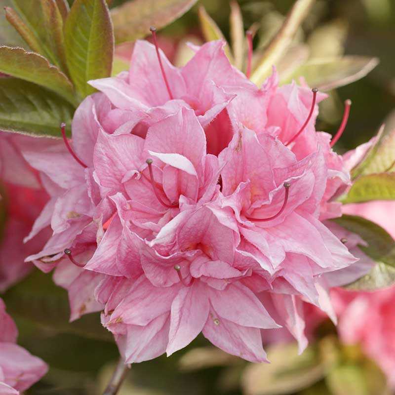 Азалия мандарин лайтс (rhododendron deciduous mandarin lights): описание сорта, фото, отзывы, посадка и уход