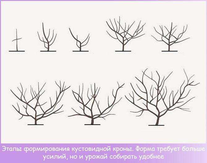 Обрезка персика весной или осенью для новичков: сроки, технология, схема в 2023 году на гудгрунт