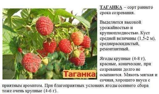 О малине Таганка ремонтантной: описание сорта, особенности по уходу