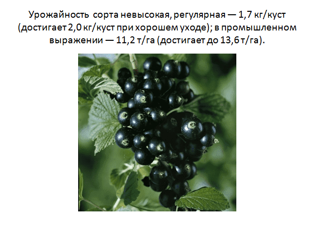 Смородина черная изюмная – описание сорта и отзывы