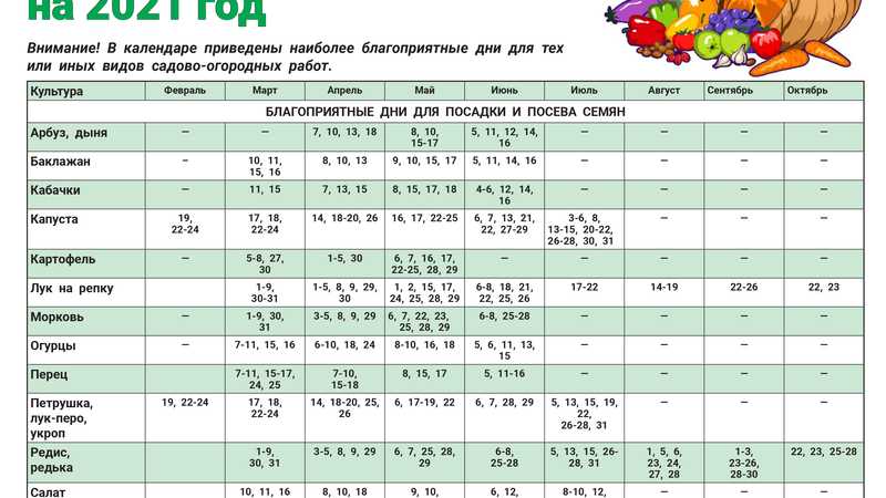 Особенности подкормки лука весной при выращивании на головку и зелень