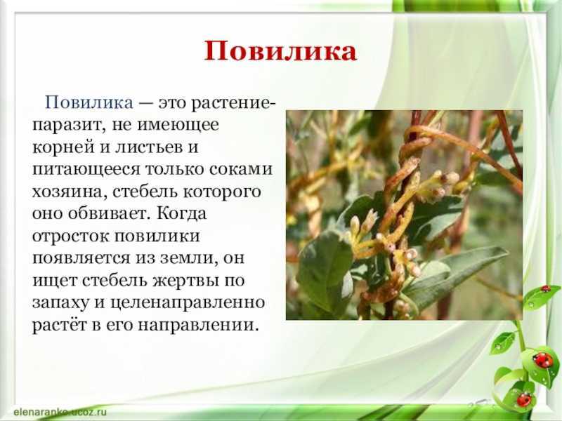 Паразит повилика: как бороться, как избавиться в саду. описание, виды. фото