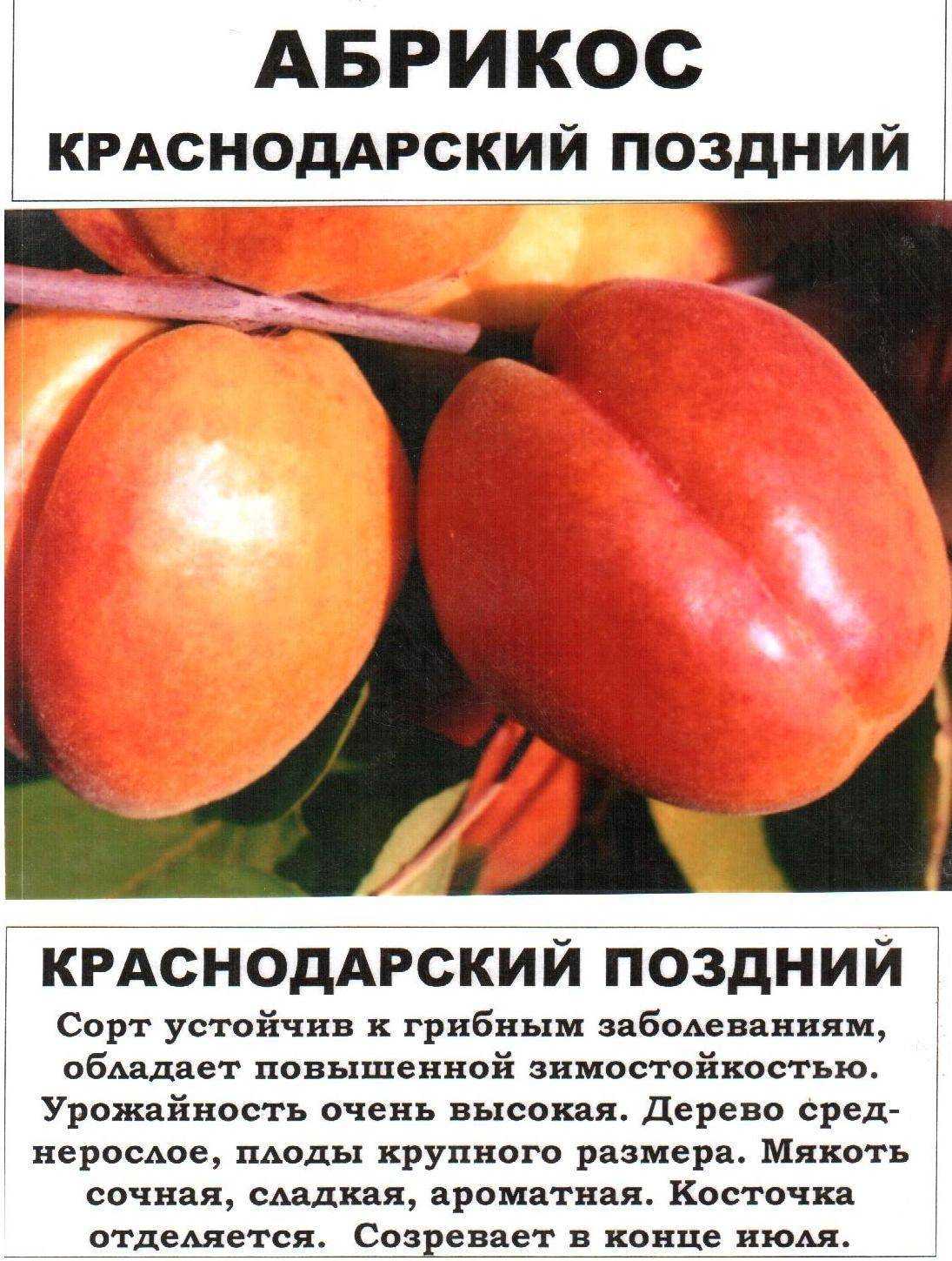 Абрикос лель: описание сорта, фото, отзывы