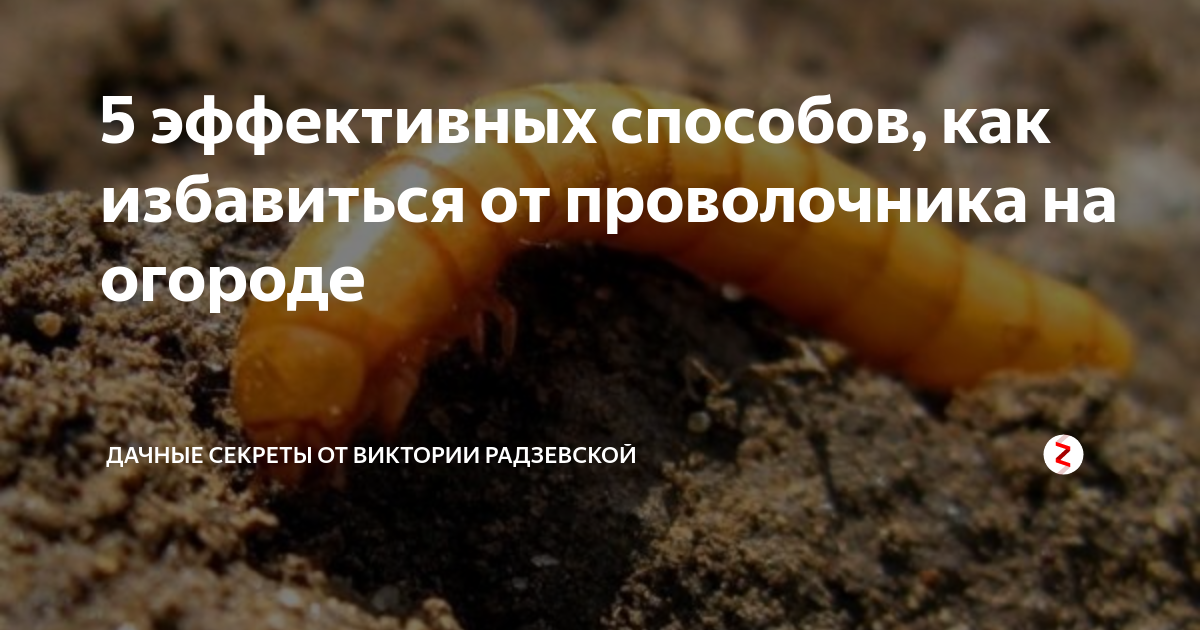 Проволочник в картошке как избавиться (12 эффективных средств)
