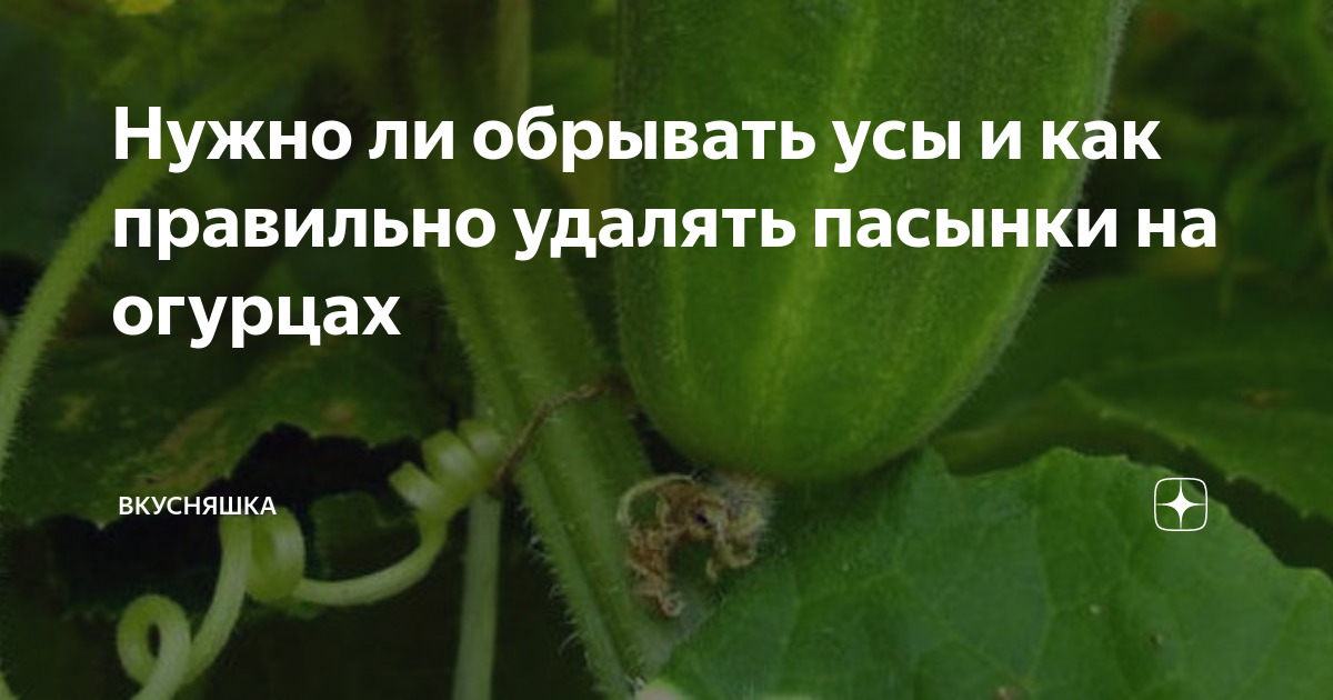 В каких случаях нужно обрезать усы у огурцов и как правильно делать обрезку