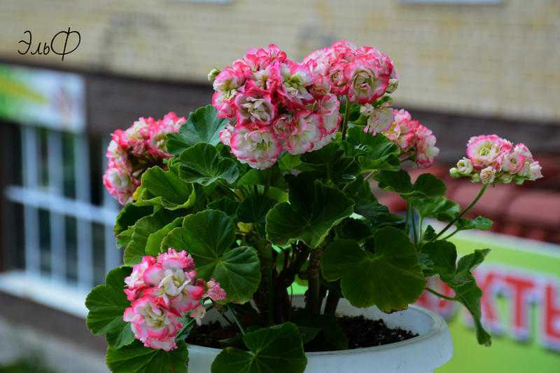Fischers appleblossom пеларгония фото