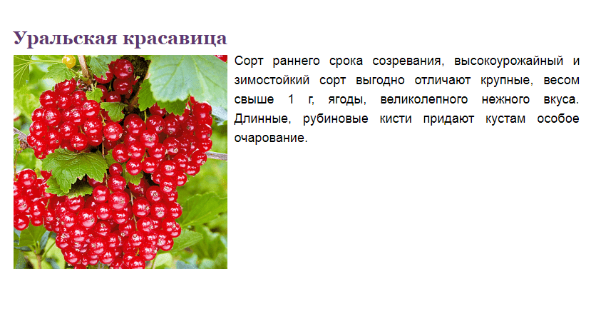 Красная смородина уральская красавица: описание сорта, посадка и уход