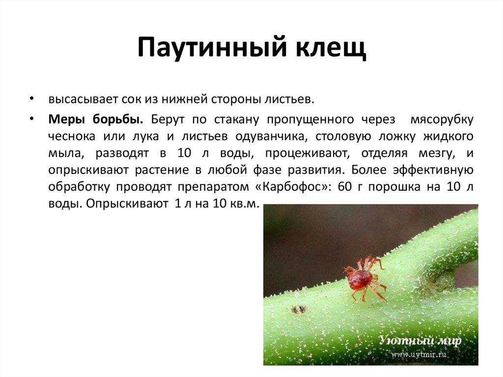Пенница слюнявая: как бороться. меры борьбы