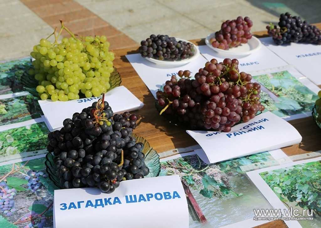 Виноград загадка шарова — описание сорта