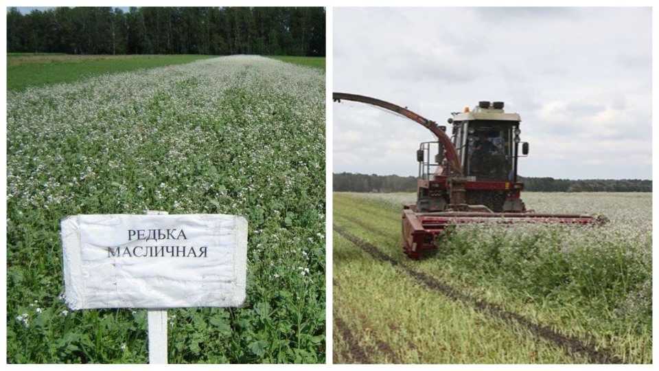 Редька масличная: описание, применение как сидерат, посадка и уход