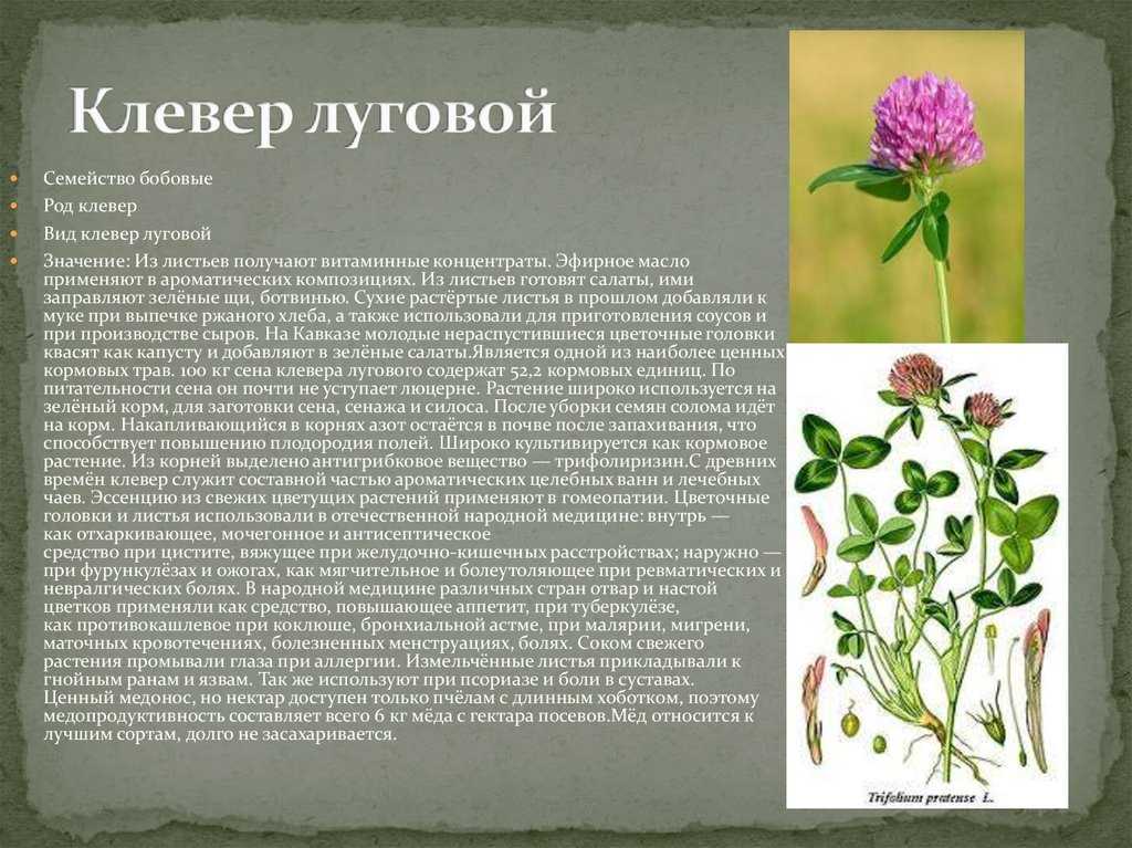 Полынь обыкновенная (чернобыльник): лечебные, полезные свойства и противопоказания, применение травы, польза корня, фото