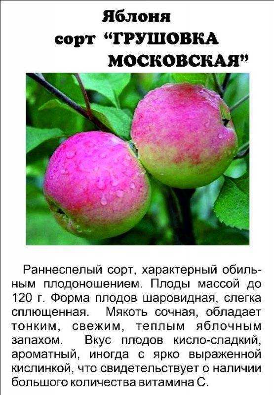 Яблоня алеся: отзывы, фото, описание сорта, урожайность, особенности по уходу, посадка, выращивание, подкормка, обрезка дерева