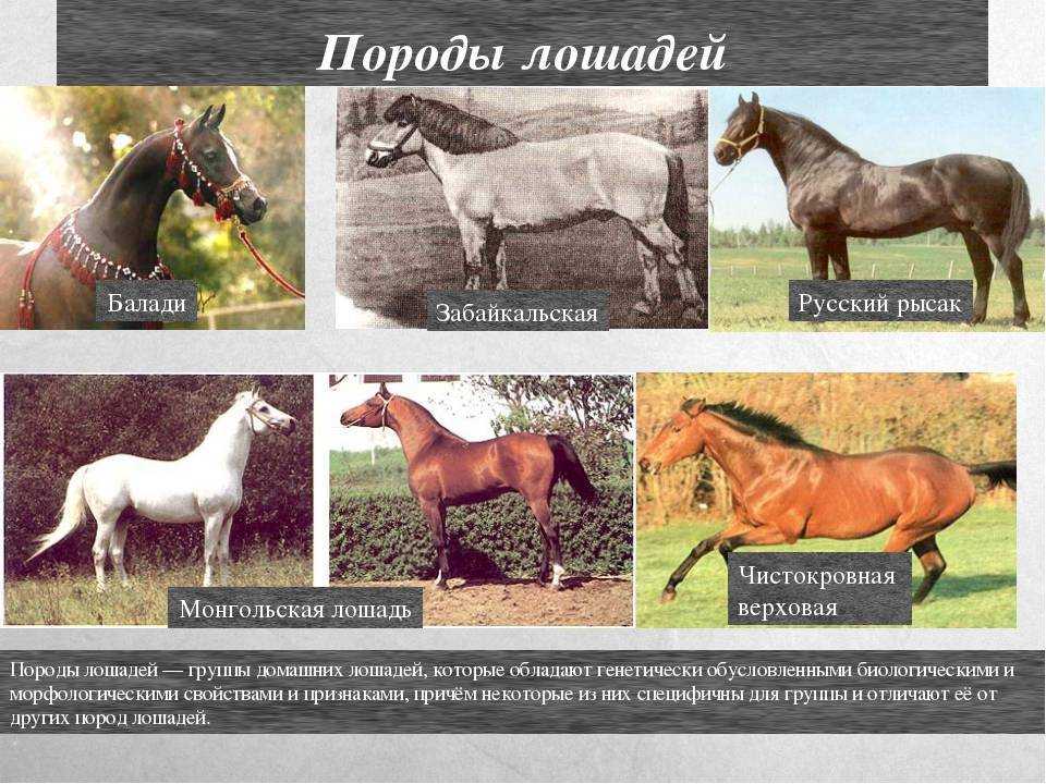 О Русском рысаке: характеристика и особенности лошадей русской рысистой породы
