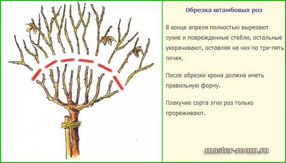 Штамбовые розы, посадка и уход | во саду и в огороде