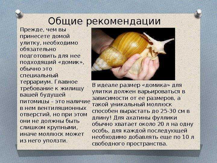 8 способов избавиться от улиток и слизней | это дача!