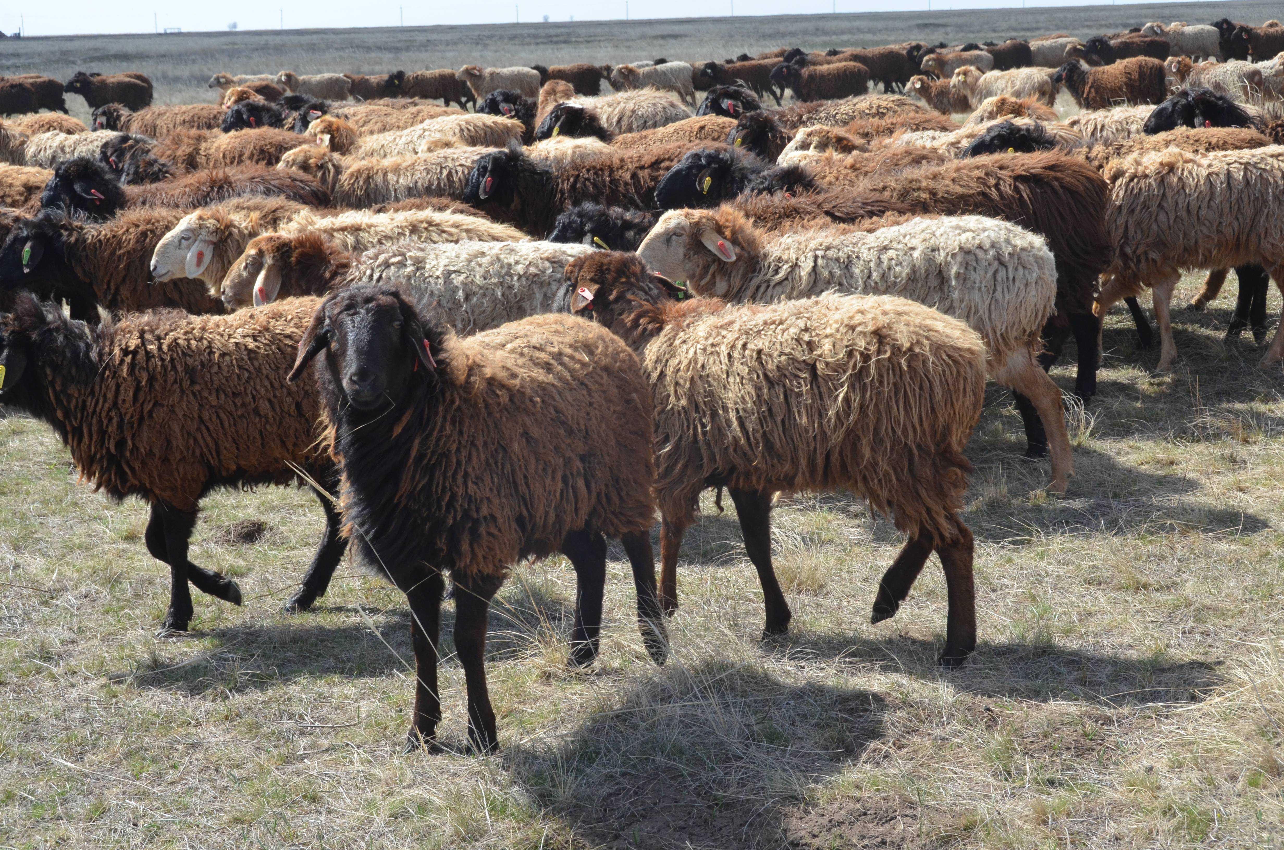 Достоинства и недостатки эдильбаевской породы овец