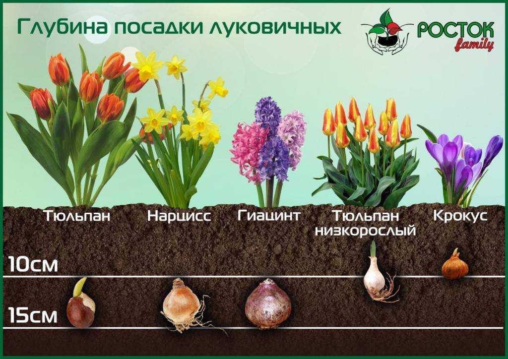 Когда и где посадить нарциссы, чтобы весной увидеть цветение?