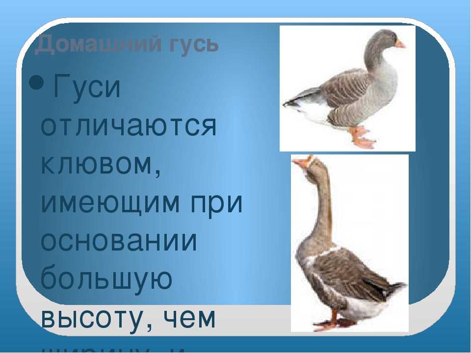 Как различить пол гусей по внешним признакам и по поведению