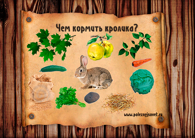 Чем и как правильно кормить карликовых кроликов